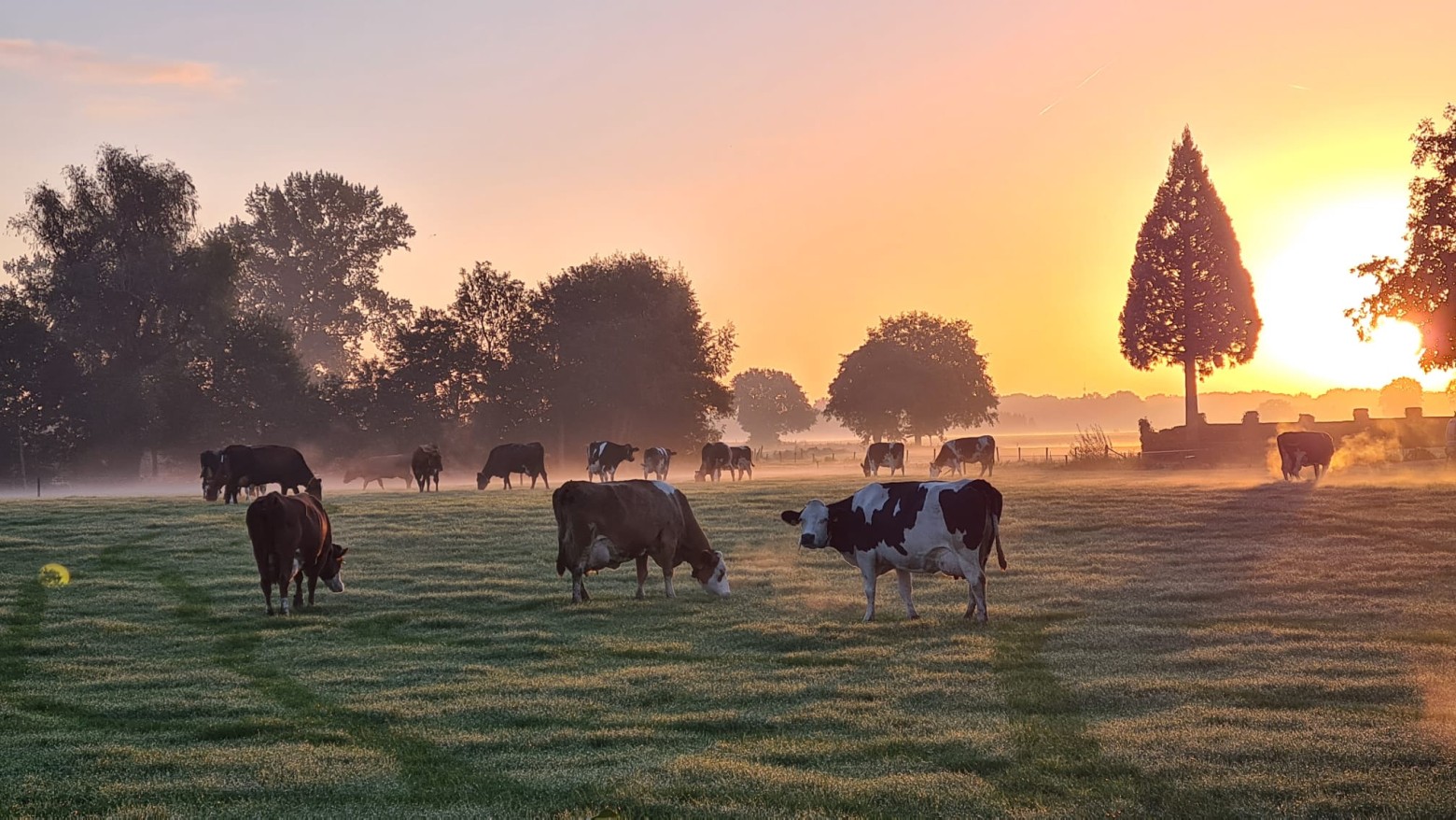 Foto natuur Velswijk